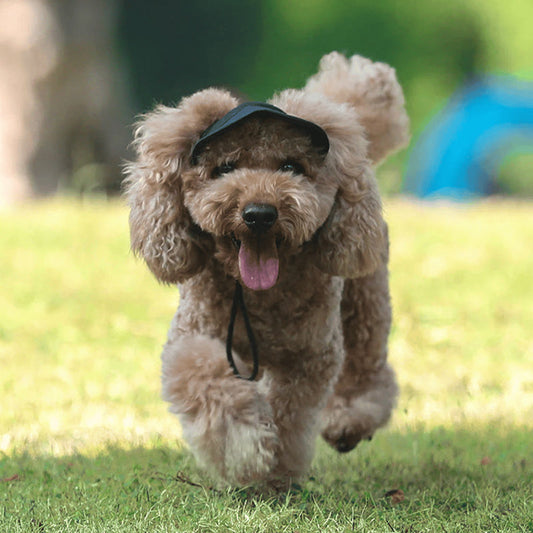 🎁HOT SALE-49% OFF🎁Dog Sun Hat Baseball Cap