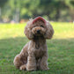 🎁HOT SALE-49% OFF🎁Dog Sun Hat Baseball Cap