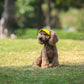 🎁HOT SALE-49% OFF🎁Dog Sun Hat Baseball Cap