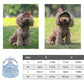 🎁HOT SALE-49% OFF🎁Dog Sun Hat Baseball Cap